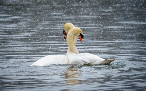 Swan Mating Dance In A Blizzard - Photographer In Milton Keynes For Outstanding Images, Websites ...