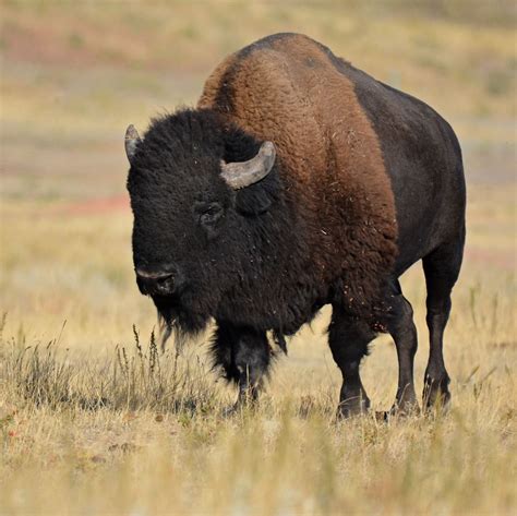 Bison In Custer State Park | Smithsonian Photo Contest | Smithsonian Magazine