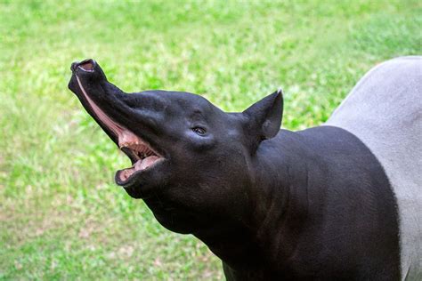 Surprising Facts About Tapirs