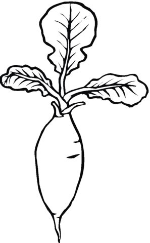 Radish Easy Drawing - SAM Vegetable