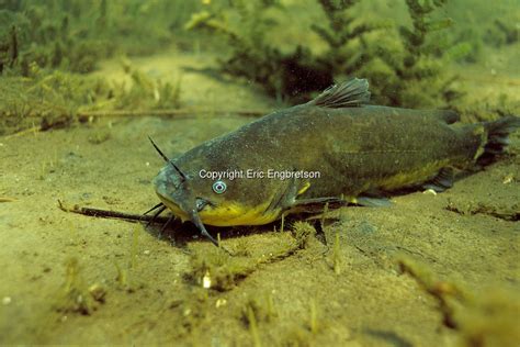 Black Bullhead | Engbretson Underwater Photography