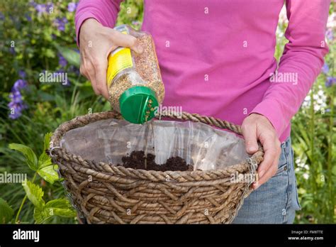 Planting a summer rattan hanging basket of strawberry plants - adding a layer of compost and ...