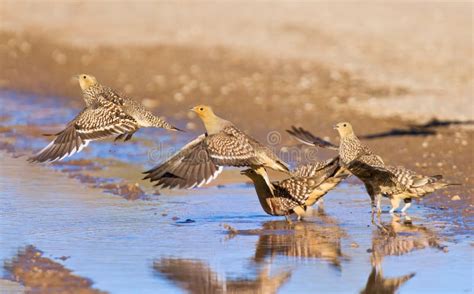 Namaqua Sandgrouse Drinking Water Stock Image - Image of environment ...