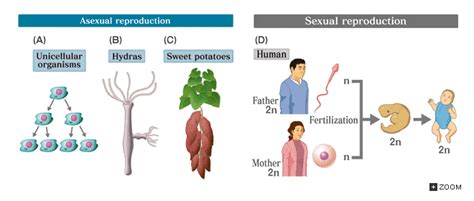 Asexual vs Sexual Reproduction | 60 plays | Quizizz