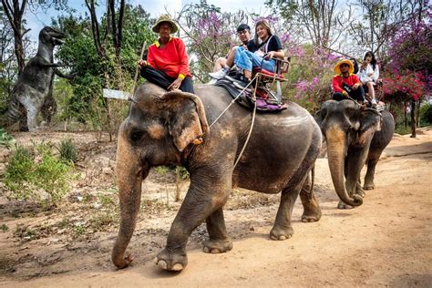 « Les éléphants à touristes » en détresse en Thaïlande | La Presse