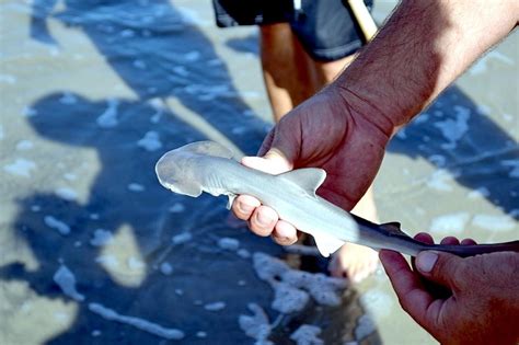 Bonnethead Hammerhead Shark – "OCEAN TREASURES" Memorial Library