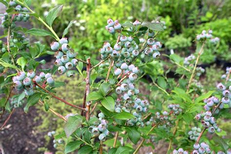 Vaccinium corymbosum - Hickory Hollow Nursery and Garden Center