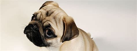 431 Of The Best Pug Names For Females That Will Inspire You