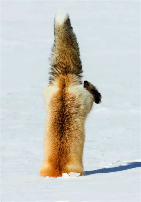 Amazing photos of a fox leaping on its prey and landing headfirst in snow - Mirror Online