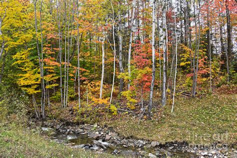 Vermont Woodland Creek Photograph by Catherine Sherman - Fine Art America