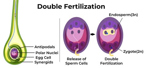 Fertilization In Plants Diagram