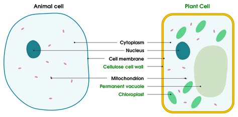 Typical Plant And Animal Cell Diagram