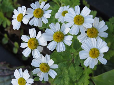 White Daisies - Birds and Blooms