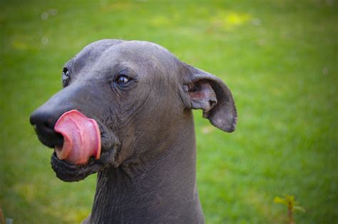 Xoloitzcuintle, el perro mexicano es mucho más que sólo un símbolo de ...