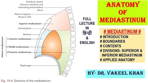 ANATOMY OF MEDIASTINUM | Superior and Inferior Mediastinum | Boundaries of Mediastinum ...