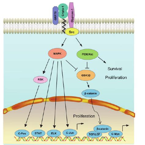 Nodal-independent Cripto-1 signaling pathway. Cripto-1 upon binding to ...