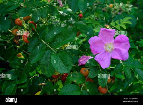 Flowering bush of rose-hips with fruit and flower on it, British ...