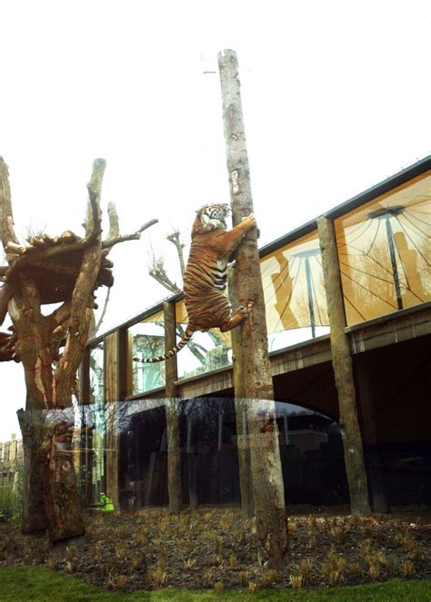 London Zoo Tiger Enclosure - Base Structures