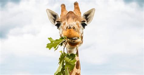 What Do Giraffes Eat? Their Diet Explained - A-Z Animals