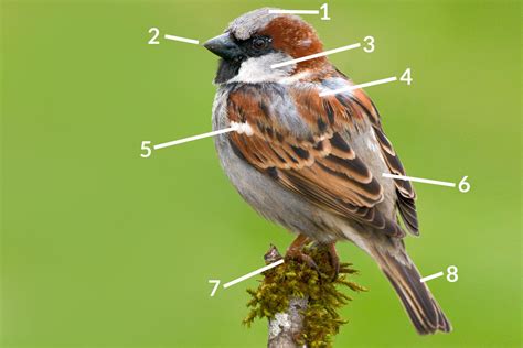 House Sparrow Identification Guide