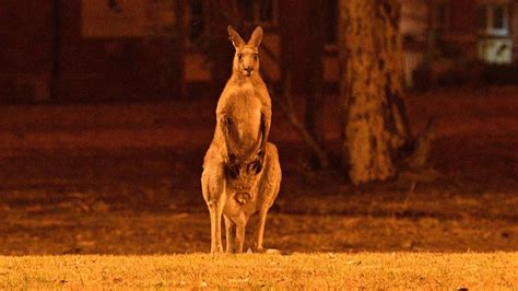 Požari u Australiji: Nastradalo tri milijarde životinja, kažu naučnici ...