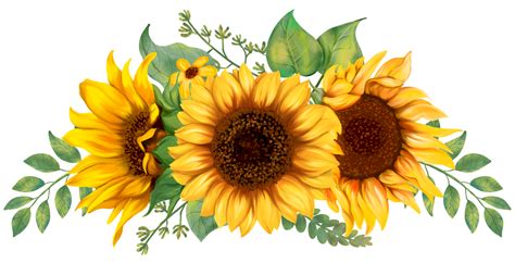 three yellow sunflowers with green leaves and stems on a white background, painted in watercolor