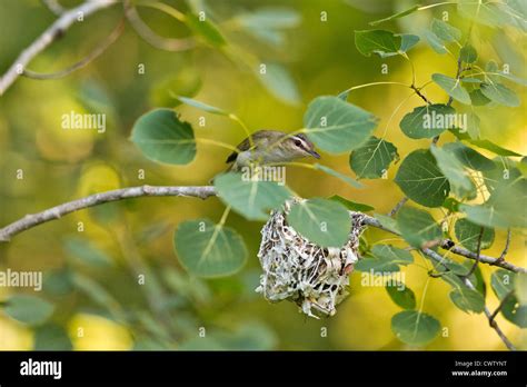 Red eyed vireo nest hi-res stock photography and images - Alamy