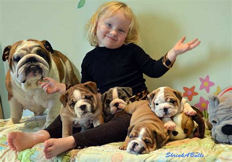 Miniature English Bulldog Care – 🏆Shrinkabulls Shrinkabulls World Famous English French Bulldogs