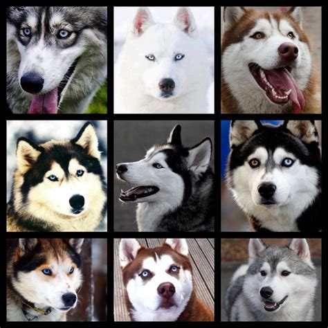 Just a few of the MANY faces and colours of the Siberian husky. Not ...