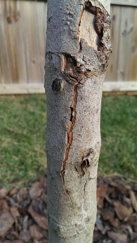 What should be done with dogwood with splitting bark? #161550 - Ask Extension