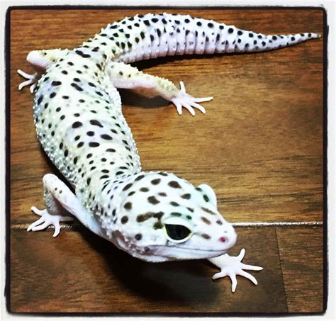 Pin by Ruby Lucas on leopardgecko | Pet lizards, Pets, Leopard gecko cute