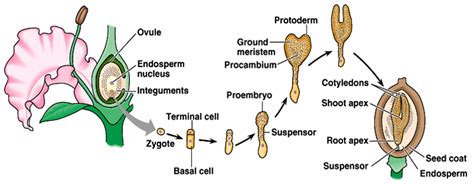 Embryo and endosperm development