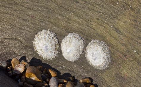 Common Limpet - Facts, Habitat, Diet, Conservation, & More - American Oceans