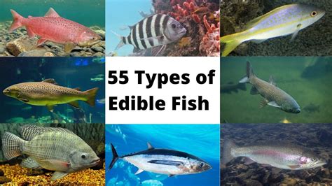 Edible Fish Chart | SexiezPicz Web Porn