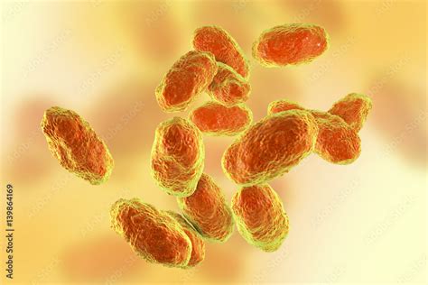 Haemophilus influenzae bacteria, 3D illustration. Gram-negative ...