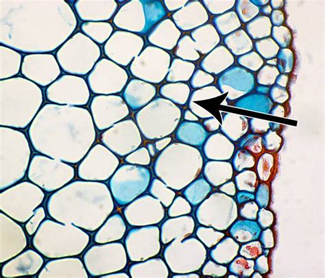 Cell Types, Collenchyma Cells