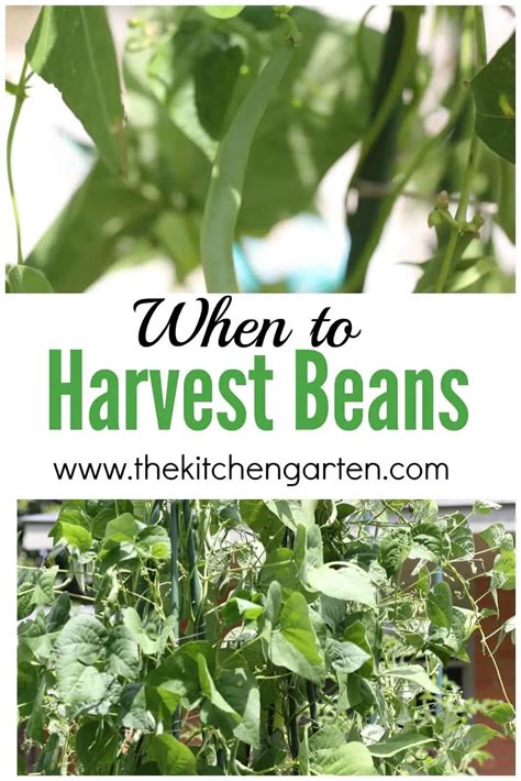 When to Harvest Beans (It's so easy!) - The Kitchen Garten