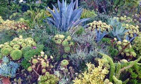 Xeriscape Plants: 35 Drought-Resistant Options - Epic Gardening