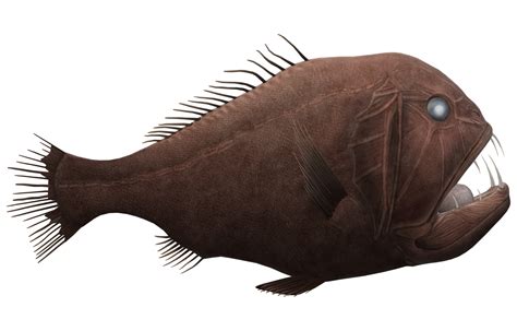 Fangtooth Fish isolated on a Transparent Background 23839418 PNG