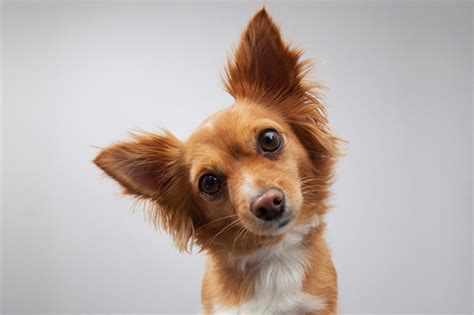 How Often Should My Dog's Ears Be Cleaned? | Hastings Veterinary Hospital