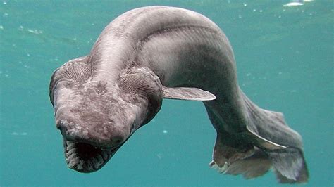 12 of the Oldest Marine Species that Still Exist Today