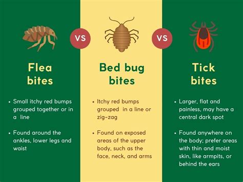 How to Prevent and Treat Human Flea Bites in Singapore