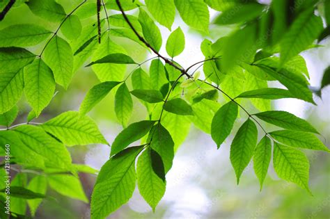 Beautiful green leaves of Ash tree Stock Photo | Adobe Stock