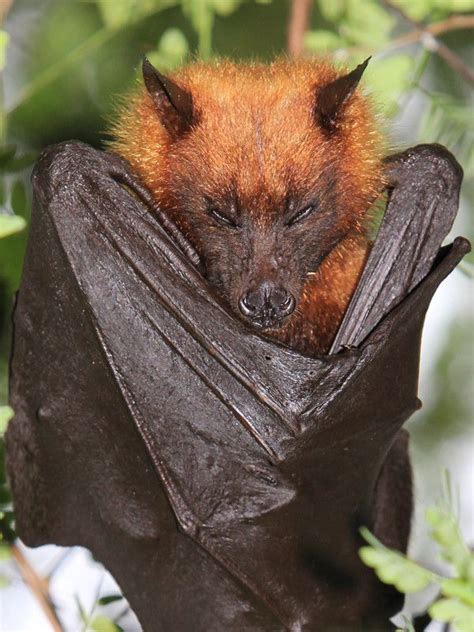 Giant Golden-Crowned Flying-Fox - Bat Facts and Information | Fox bat ...