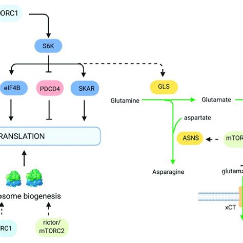 The role of mTOR in glucose metabolism. mTORC1 controls glycolysis via... | Download Scientific ...