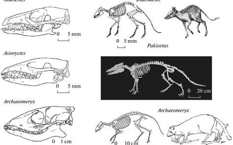 Late Cretaceous Eutheria and Early-Middle Eocene Cetartiodactyla:... | Download Scientific Diagram