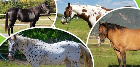 A Horse of a Different Color: Common Equine Coat Colors! | ASPCA