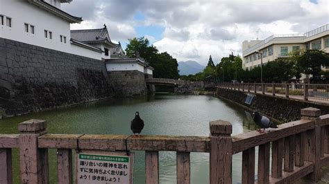 The sweetest secrets from Shizuoka - Traveling Honeybird