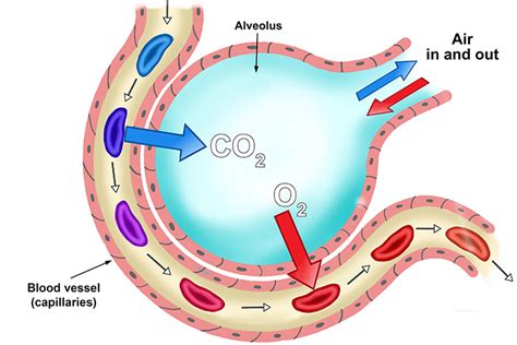 Alveoli and Lungs Diagram | Quizlet