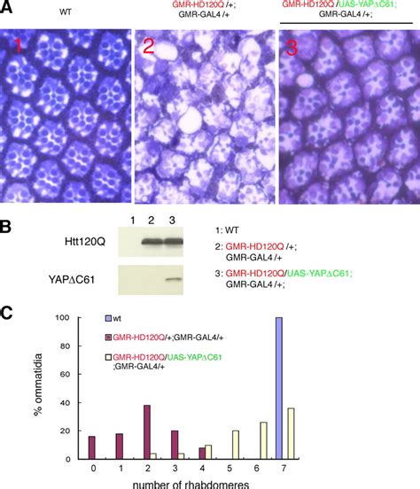 YAPΔC represses neurodegeneration of Drosophila ommatidia. (A ...